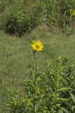 Common Rosinweed, Silphium integrifolium