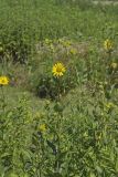 Common Rosinweed, Silphium integrifolium