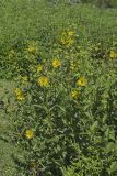 Common Rosinweed, Silphium integrifolium