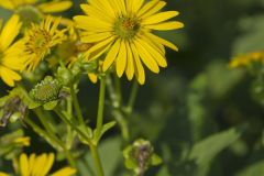 Common Rosinweed, Silphium integrifolium