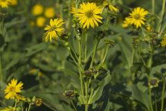 Common Rosinweed, Silphium integrifolium