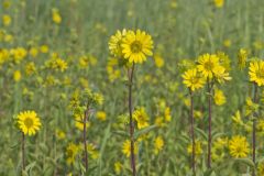 Common Rosinweed, Silphium integrifolium