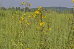 Common Rosinweed, Silphium integrifolium