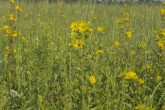 Common Rosinweed, Silphium integrifolium