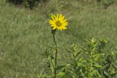 Common Rosinweed,Silphium integrifolium