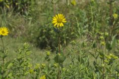 Common Rosinweed,Silphium integrifolium