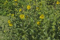 Common Rosinweed,Silphium integrifolium