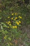 Common Sneezeweed,  Helenium autumnale