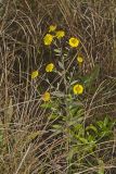 Common Sneezeweed,  Helenium autumnale