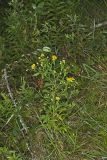 Common Sneezeweed,  Helenium autumnale