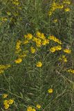 Common Sneezeweed,  Helenium autumnale