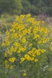 Common Sneezeweed,  Helenium autumnale