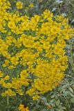 Common Sneezeweed,  Helenium autumnale