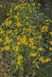 Common Sneezeweed,  Helenium autumnale