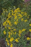 Common Sneezeweed,  Helenium autumnale