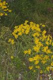 Common Sneezeweed,  Helenium autumnale