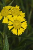 Common Sneezeweed,  Helenium autumnale