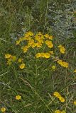 Common Sneezeweed,  Helenium autumnale