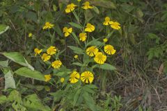 Common Sneezeweed,  Helenium autumnale