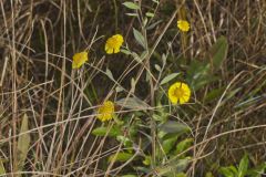 Common Sneezeweed,  Helenium autumnale
