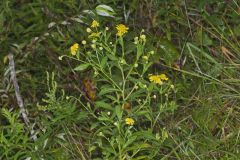 Common Sneezeweed,  Helenium autumnale