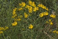 Common Sneezeweed,  Helenium autumnale