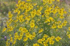 Common Sneezeweed,  Helenium autumnale