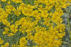 Common Sneezeweed,  Helenium autumnale