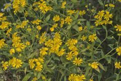 Common Sneezeweed,  Helenium autumnale