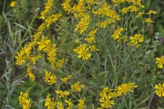 Common Sneezeweed,  Helenium autumnale