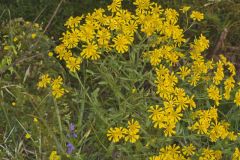 Common Sneezeweed,  Helenium autumnale
