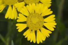 Common Sneezeweed,  Helenium autumnale