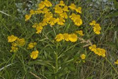 Common Sneezeweed,  Helenium autumnale