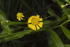 Common Sneezeweed,  Helenium autumnale