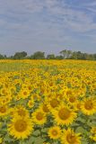 Common Sunflower, Helianthus annuus
