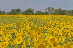 Common Sunflower
