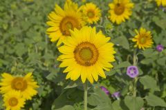 Common Sunflower, Helianthus annuus