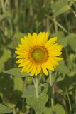 Common Sunflower, Helianthus annuus
