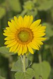 Common Sunflower, Helianthus annuus