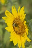 Common Sunflower, Helianthus annuus