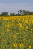 Common Sunflower, Helianthus annuus
