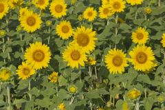 Common Sunflower, Helianthus annuus
