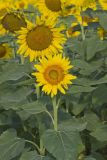 Common Sunflower, Helianthus annuus