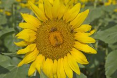 Common Sunflower, Helianthus annuus