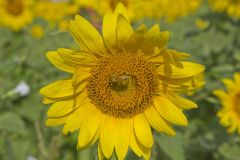 Common Sunflower, Helianthus annuus