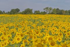 Common Sunflower, Helianthus annuus