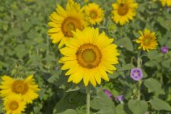 Common Sunflower, Helianthus annuus