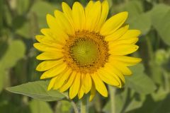 Common Sunflower, Helianthus annuus