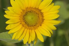 Common Sunflower, Helianthus annuus