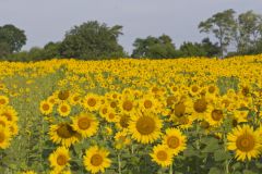 Common Sunflower, Helianthus annuus